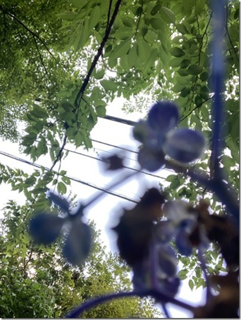 front facing camera in kitakamakura (30)