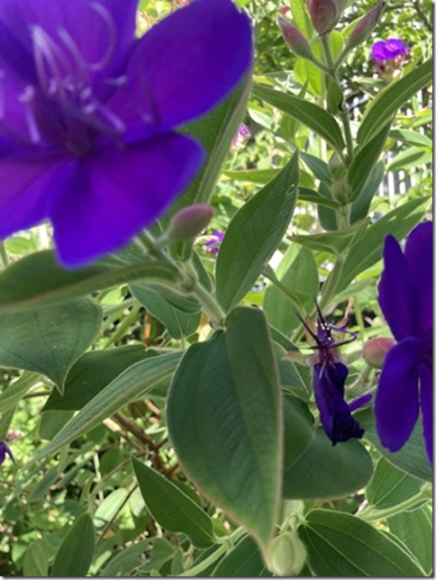 morning colors (11)