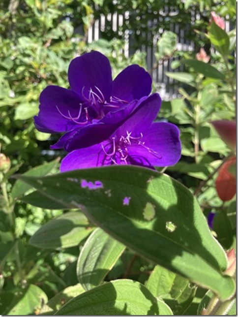 morning colors (5)