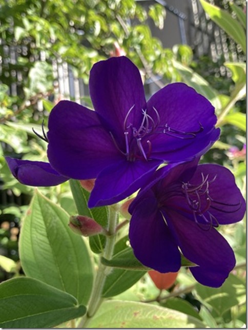 morning colors (6)