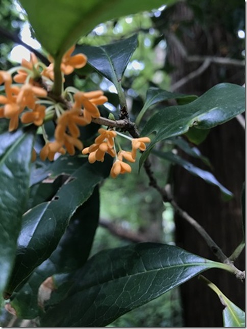 osmanthus in kamakura (10)