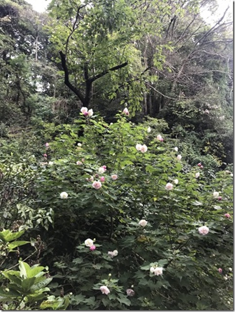 osmanthus in kamakura (12)