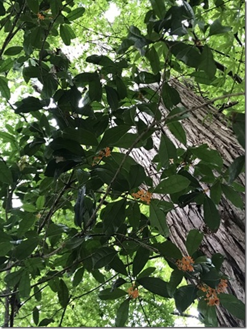osmanthus in kamakura (1)