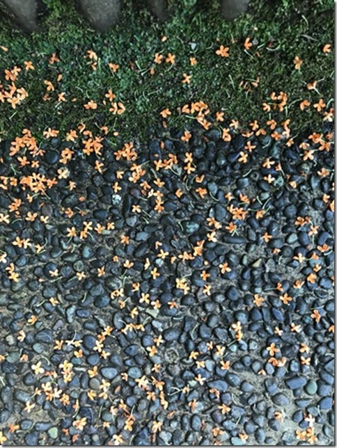osmanthus in kamakura (20)