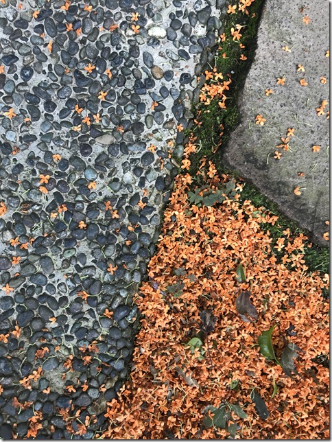 osmanthus in kamakura (22)