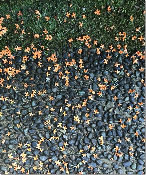 osmanthus in kamakura (23)