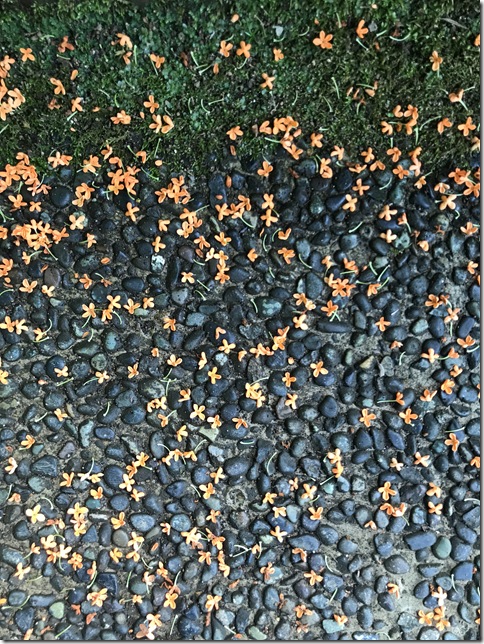 osmanthus in kamakura (24)