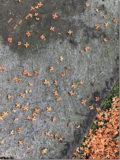 osmanthus in kamakura (27)