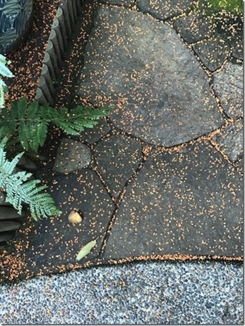 osmanthus in kamakura (29)