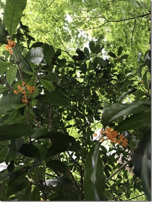 osmanthus in kamakura (2)