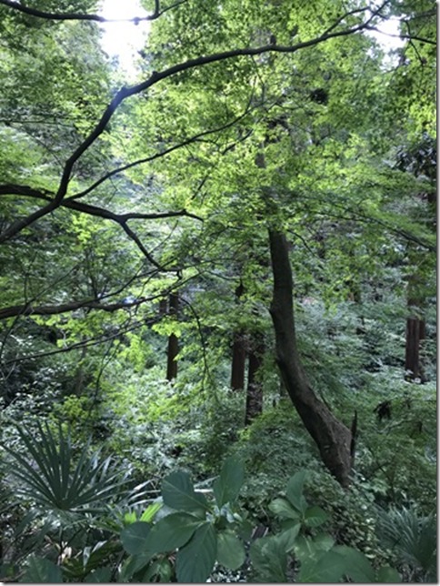 osmanthus in kamakura (6)