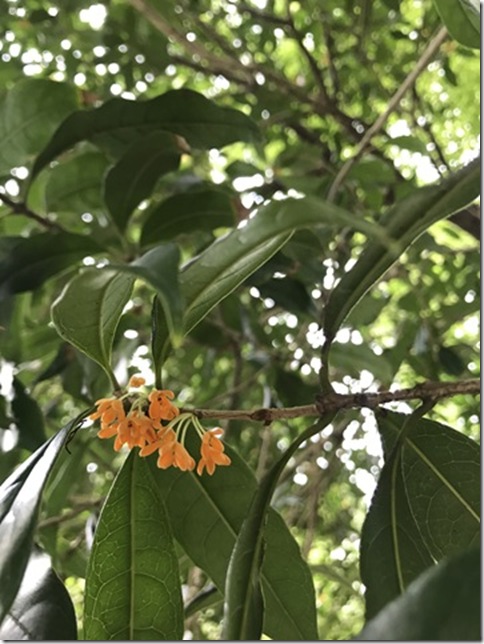 osmanthus in kamakura (8)